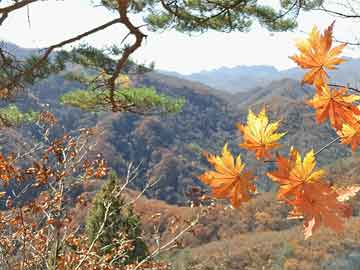 塔城地区市体育局最新发展规划，塔城地区市体育局发展规划展望